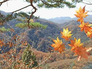 龙沟村委会最新新闻动态