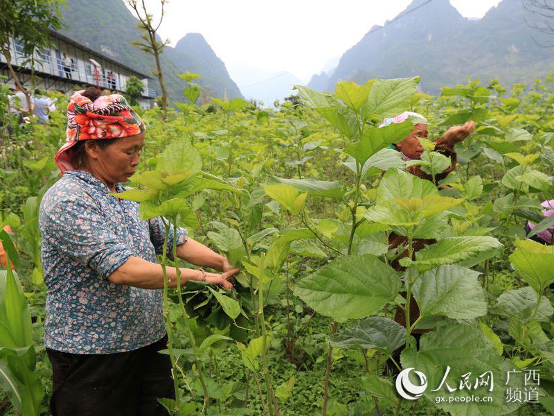 德保县自然资源和规划局最新新闻